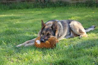 german shepherd lying on grass field