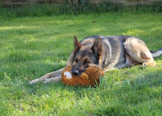 german shepherd lying on grass field