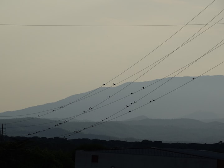 Birds on the wires