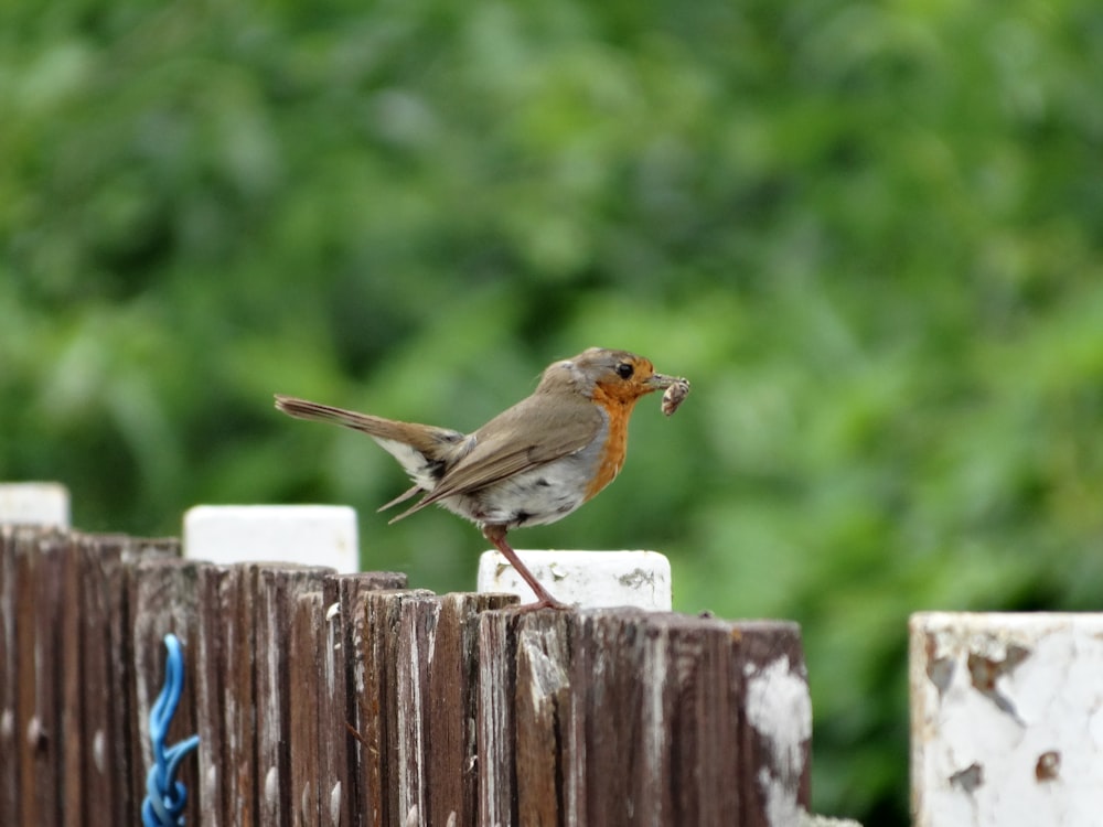 brown and white bird on brown wooden fence during daytime