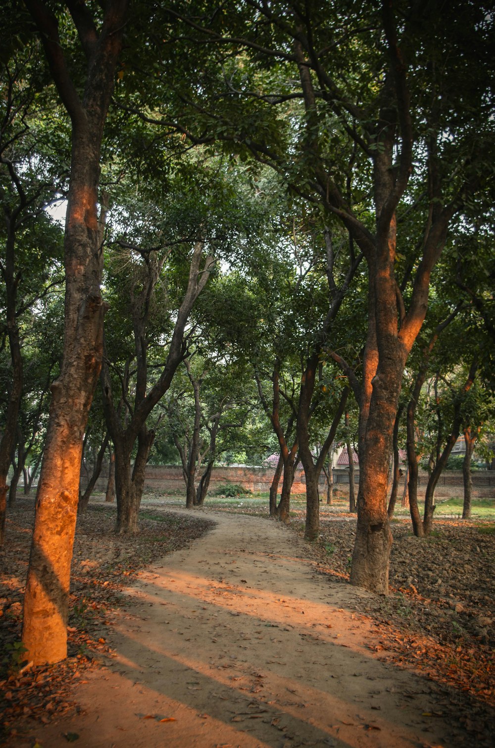 brown pathway between green trees during daytime