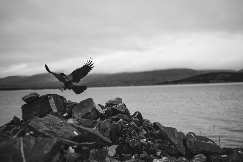grayscale photo of bird flying over body of water