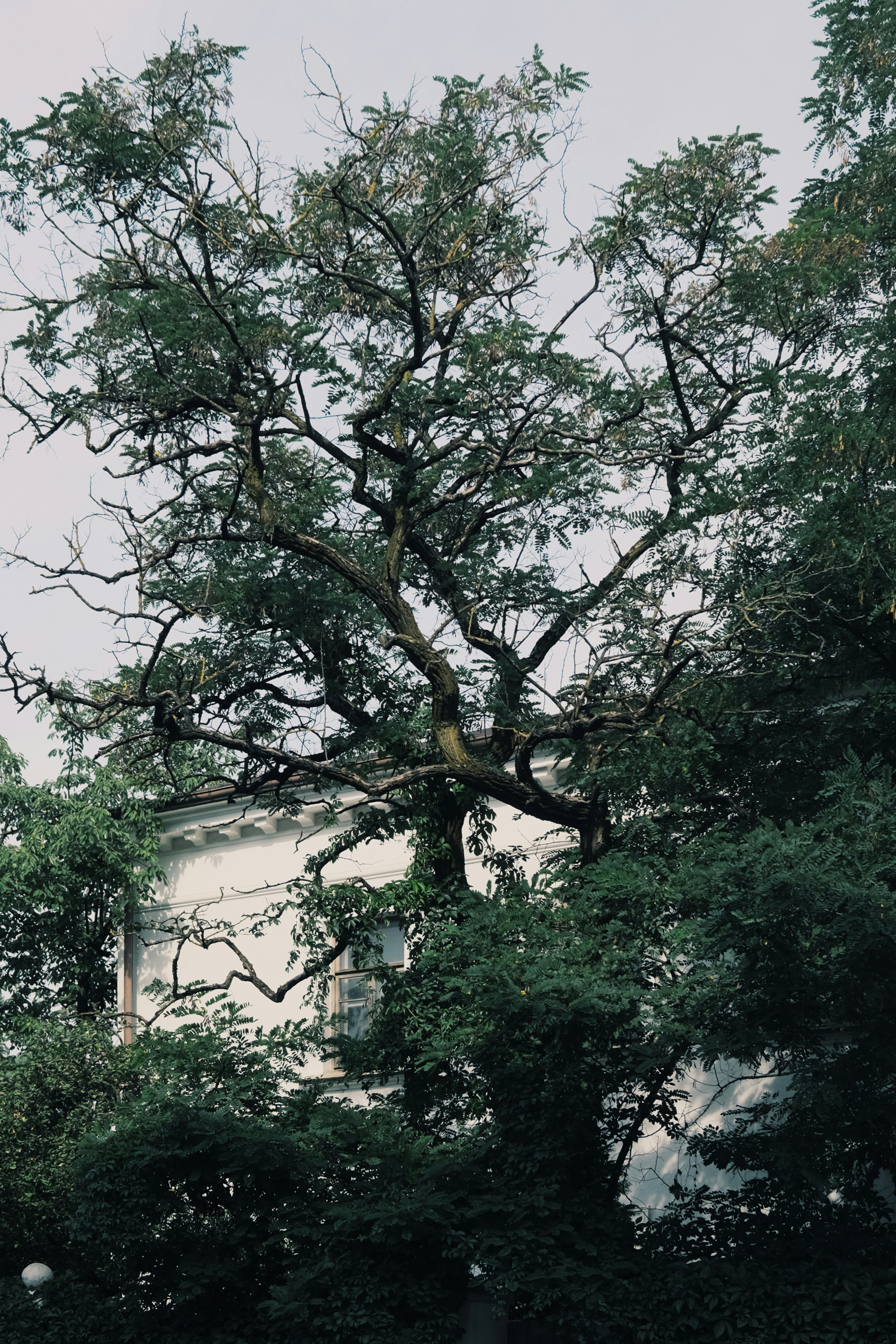 green tree near white concrete building