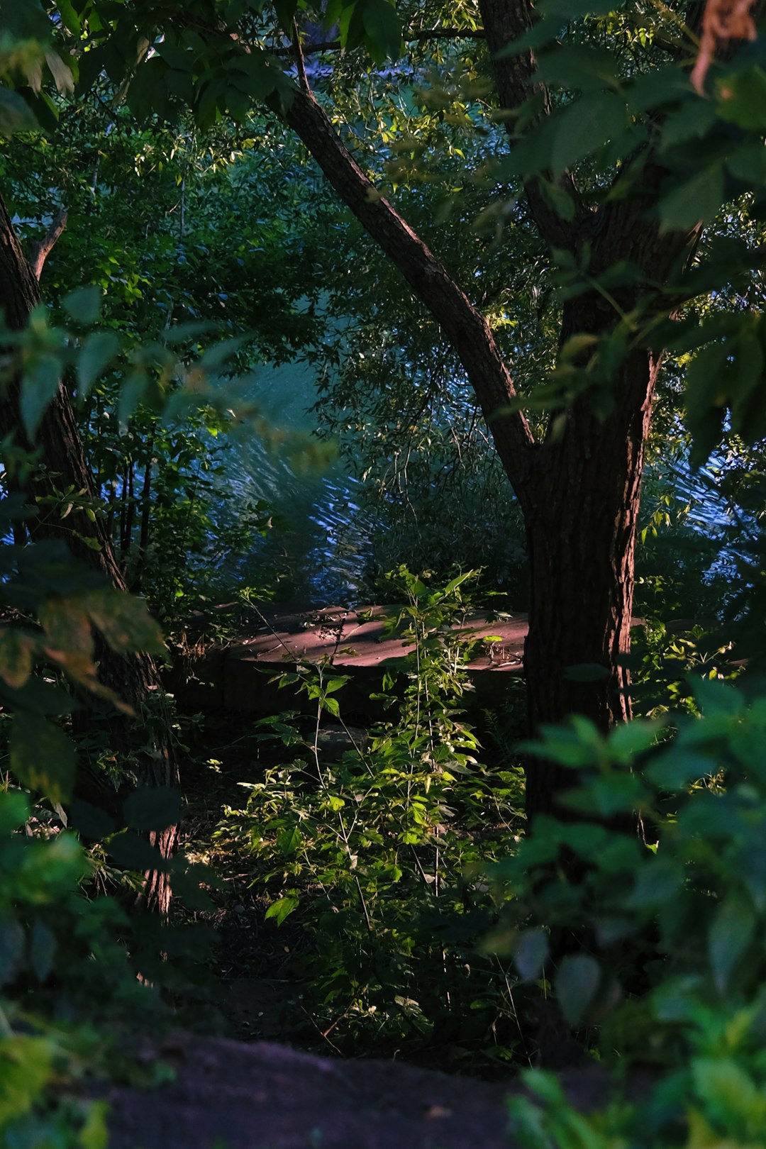 green trees near body of water during daytime