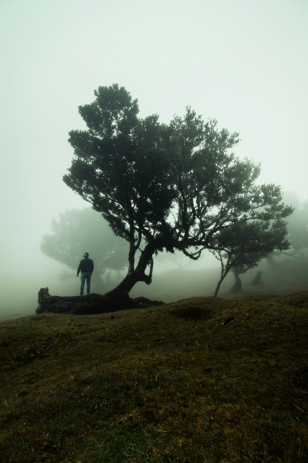 man sitting on ground near tree