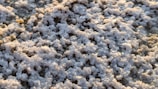 Close-up view of salt crystals clustered densely, reflecting light in whites and soft grays. The texture is rough and granular, with the sunlight creating a slight shimmer across the uneven surface.
