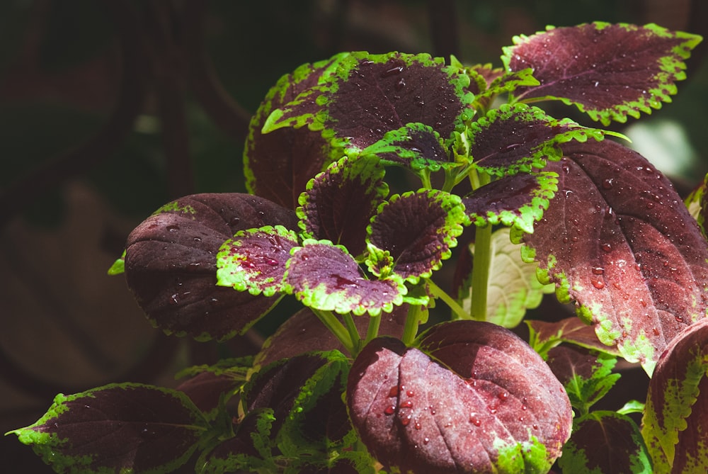 purple and green flower in close up photography