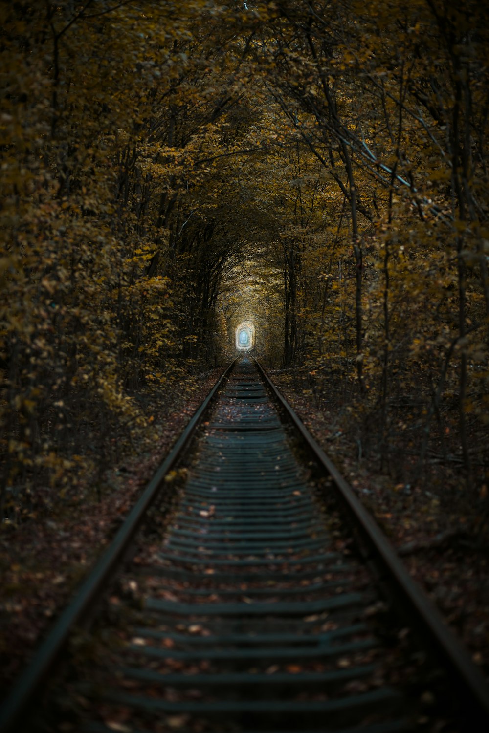 train rail in the forest