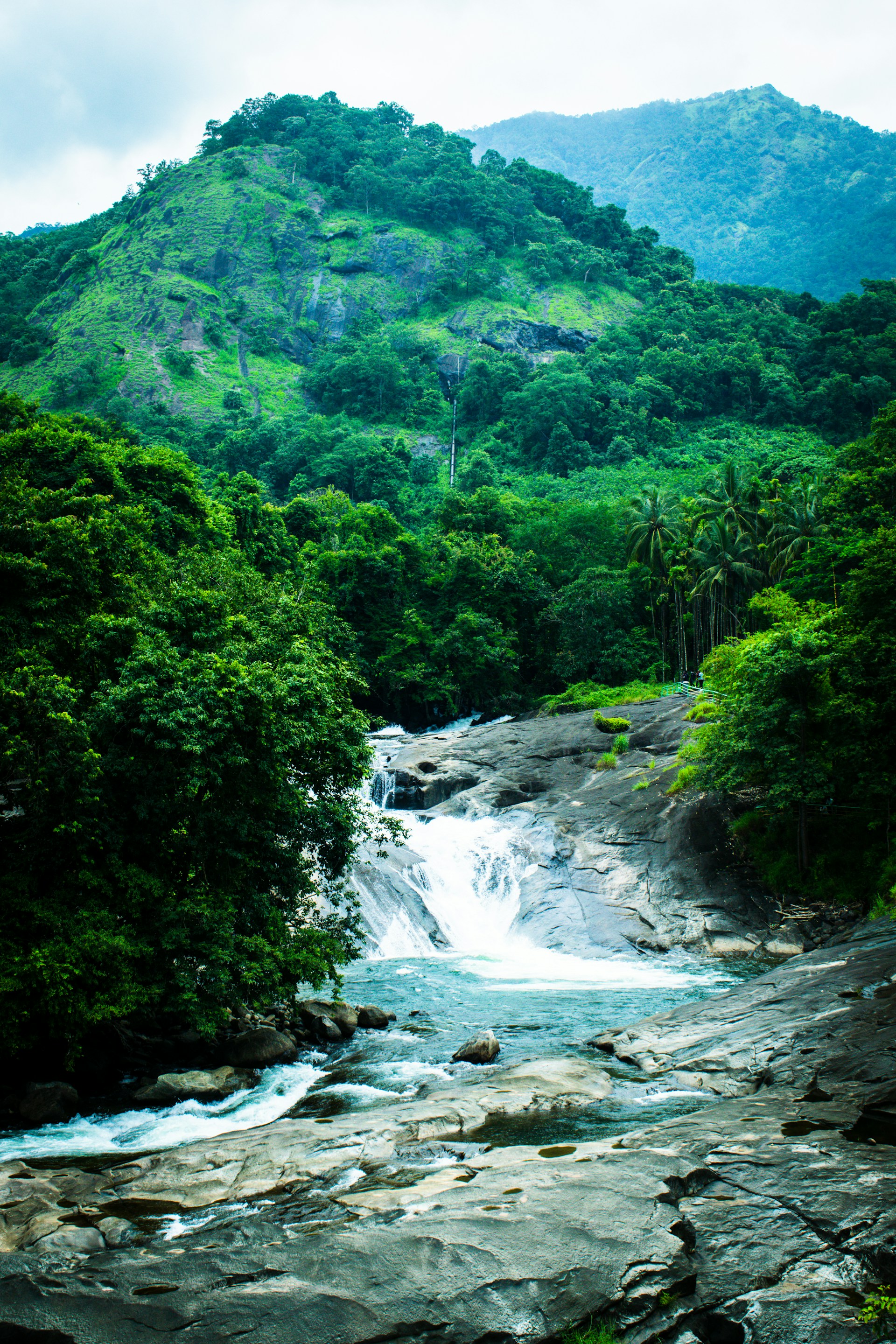 river in the middle of green trees