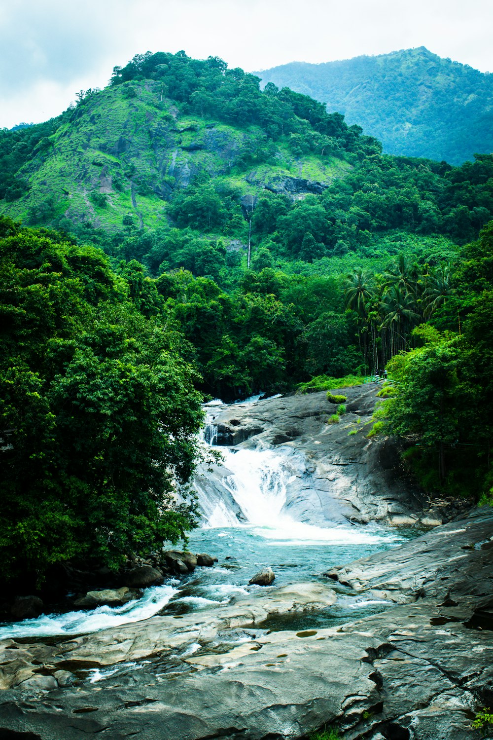 river in the middle of green trees