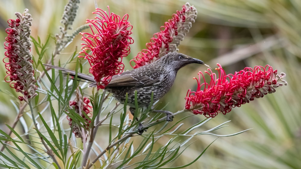 gray and black bird on red flower