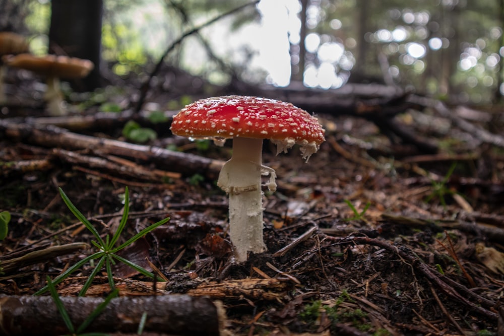 red and white mushroom on ground