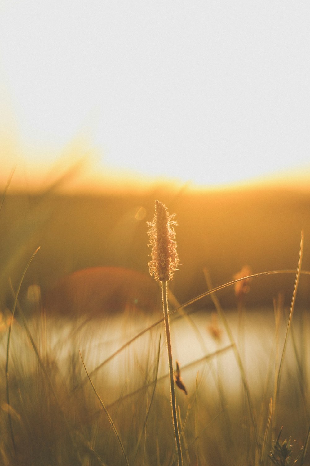 brown wheat in close up photography during sunset