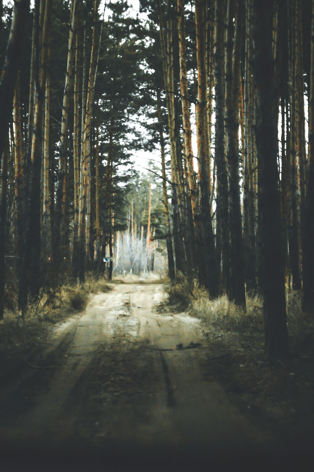 brown trees on brown soil