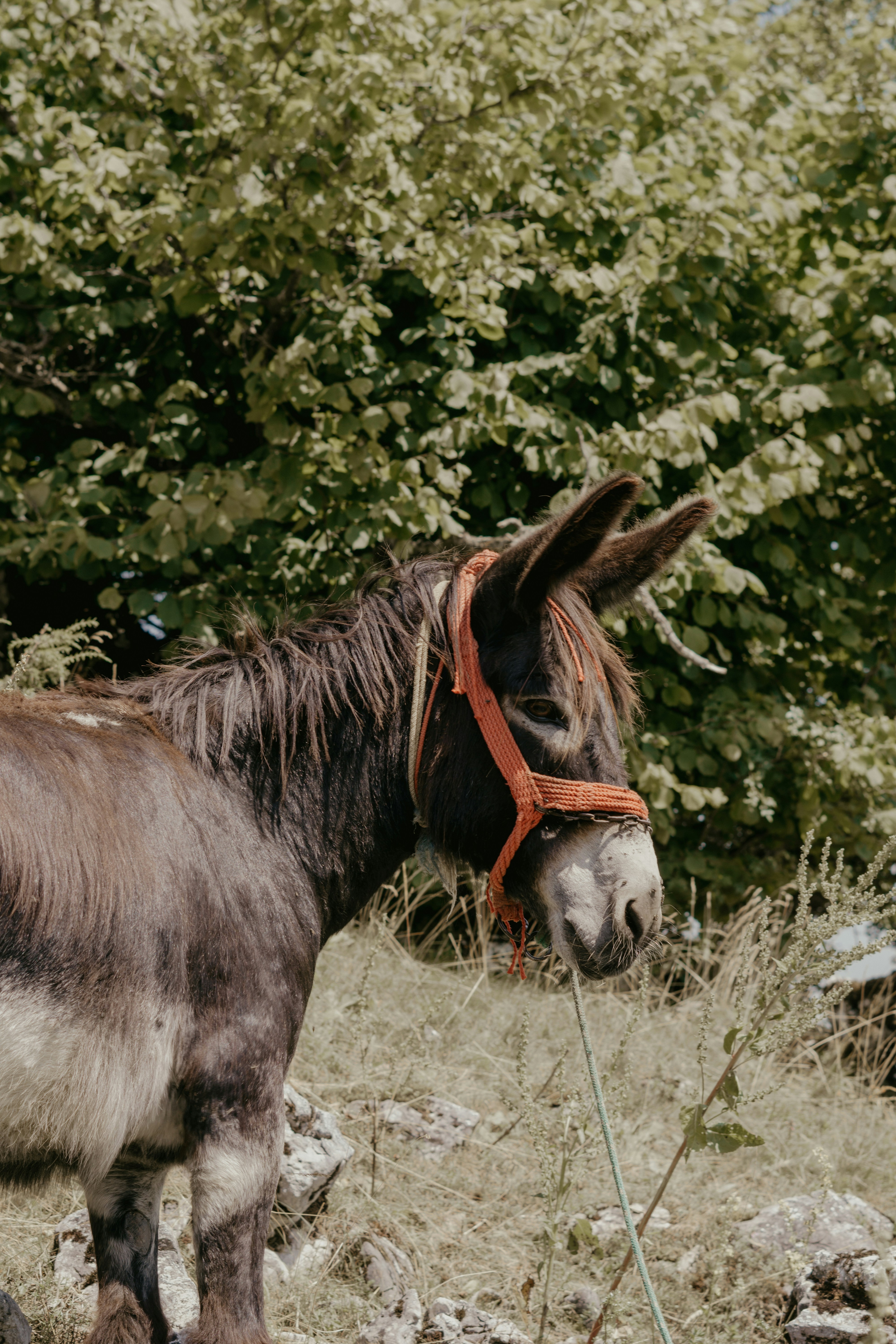 Photo by andreeapop_