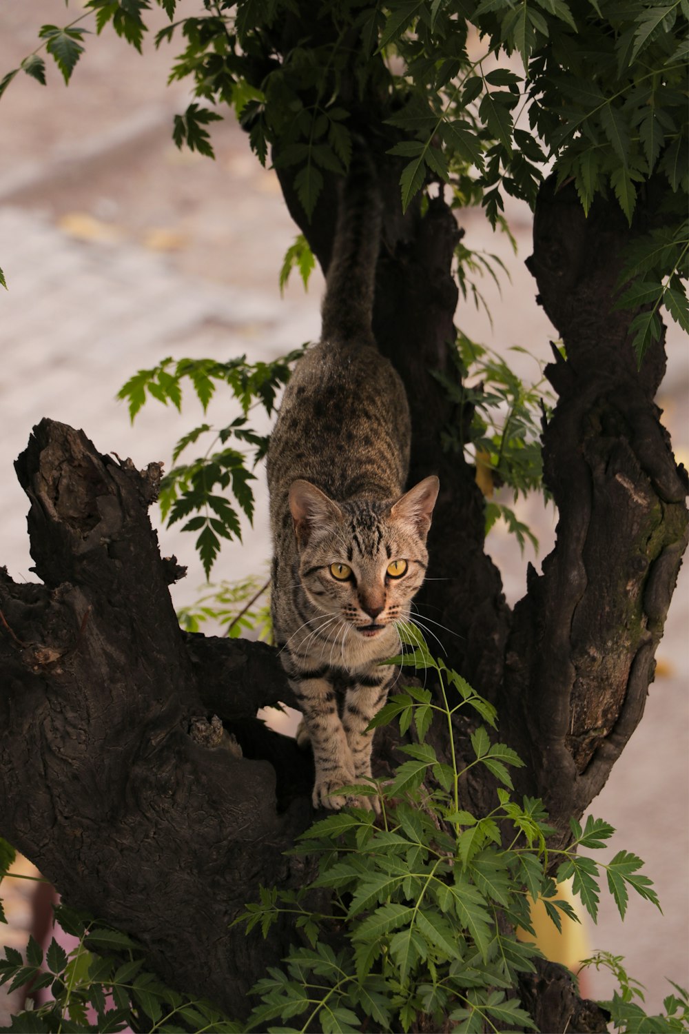 brown tabby cat on tree branch