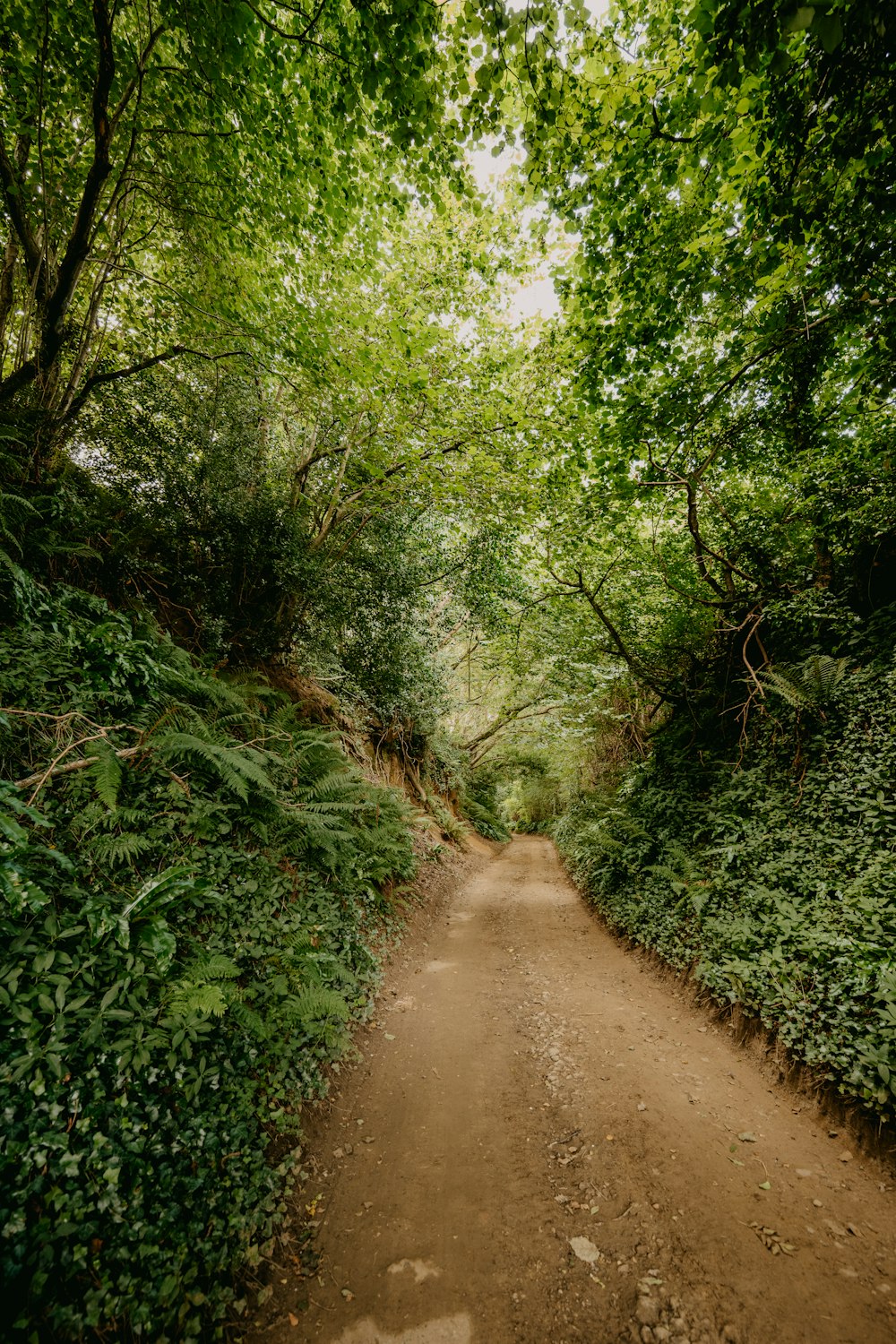 brown dirt road between green plants during daytime