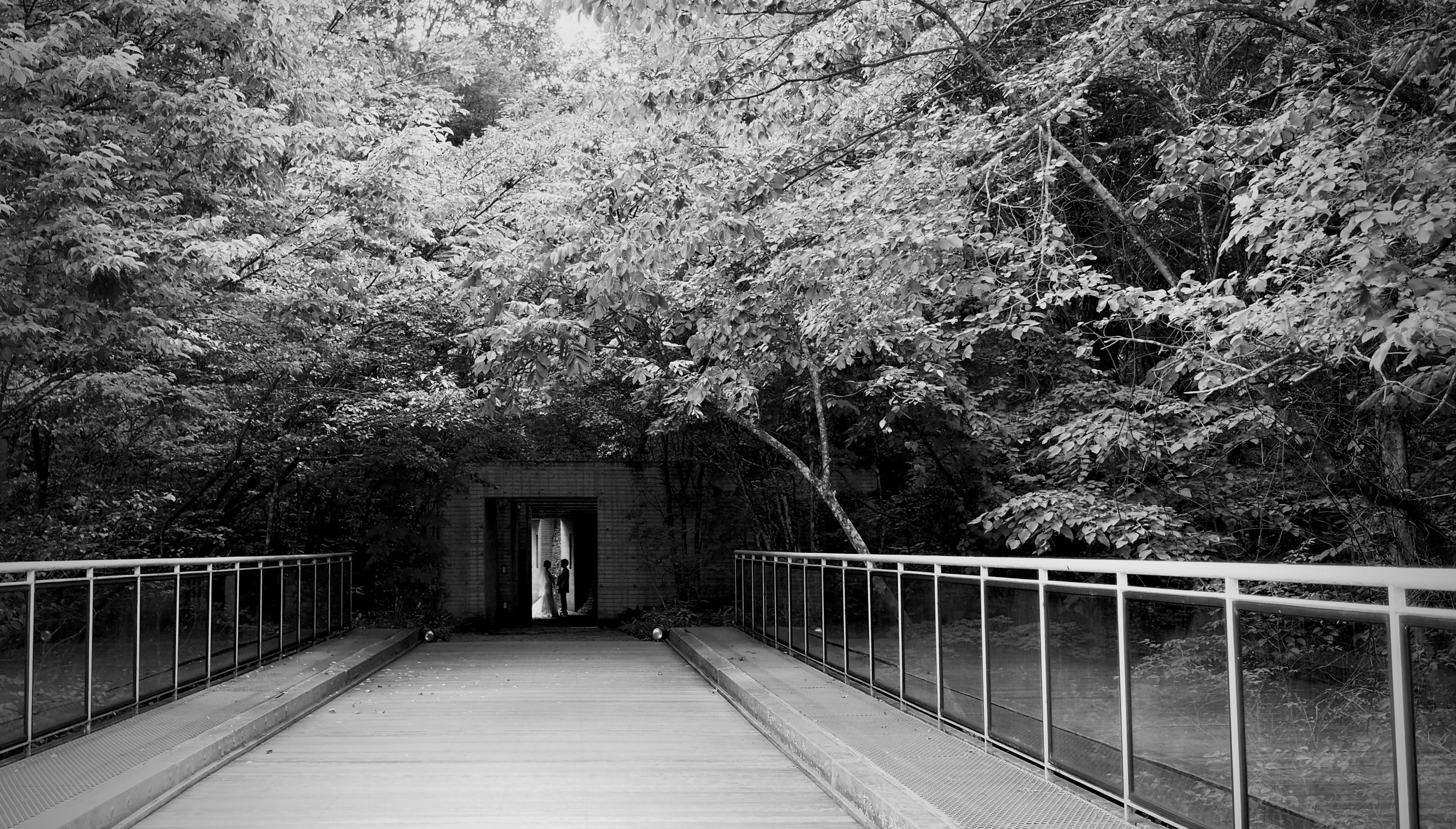 grayscale photo of a bridge in the middle of a forest