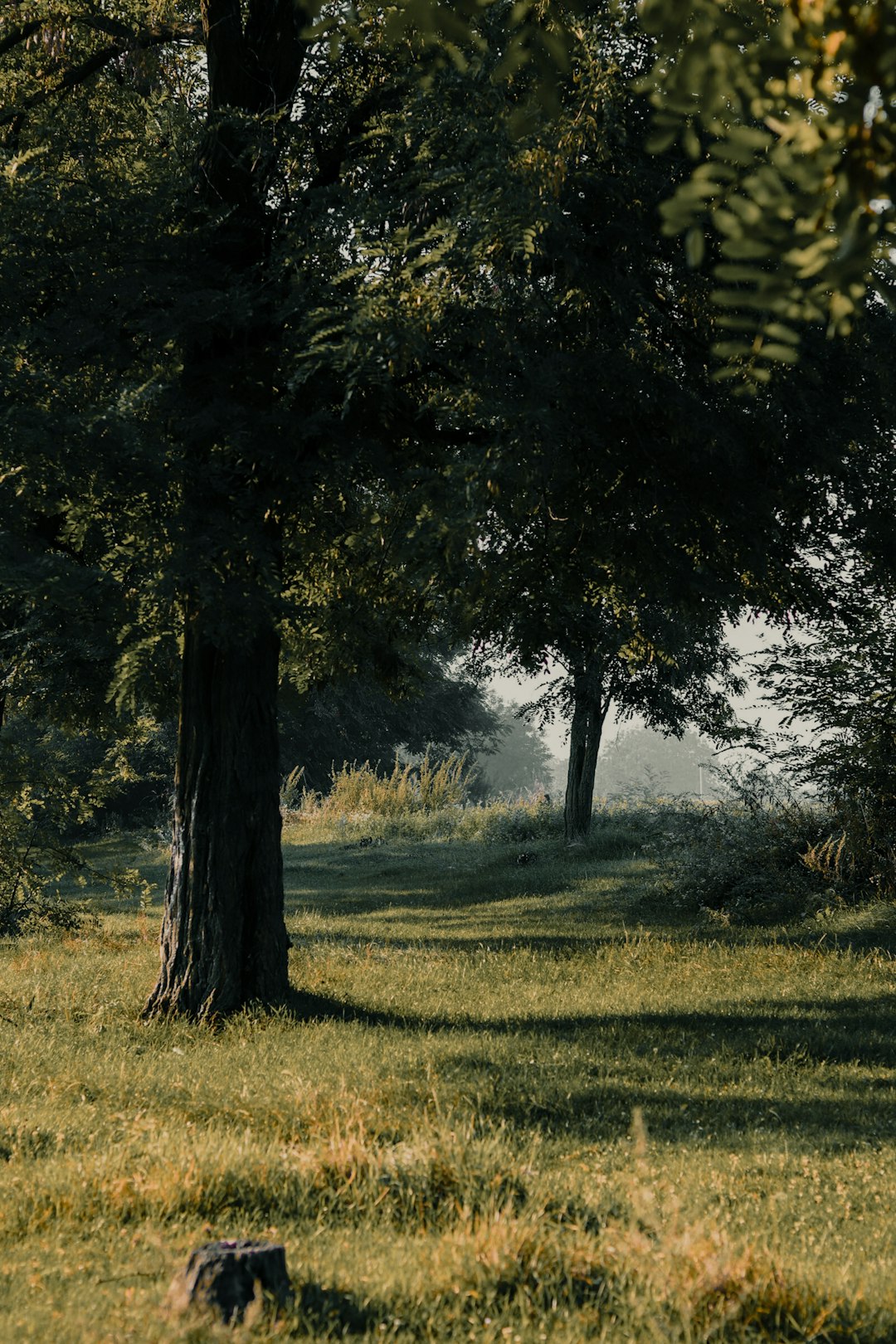 green grass field with trees