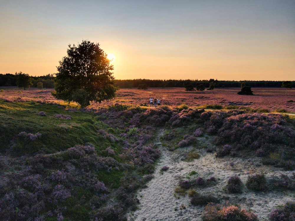 green grass field near body of water during sunset