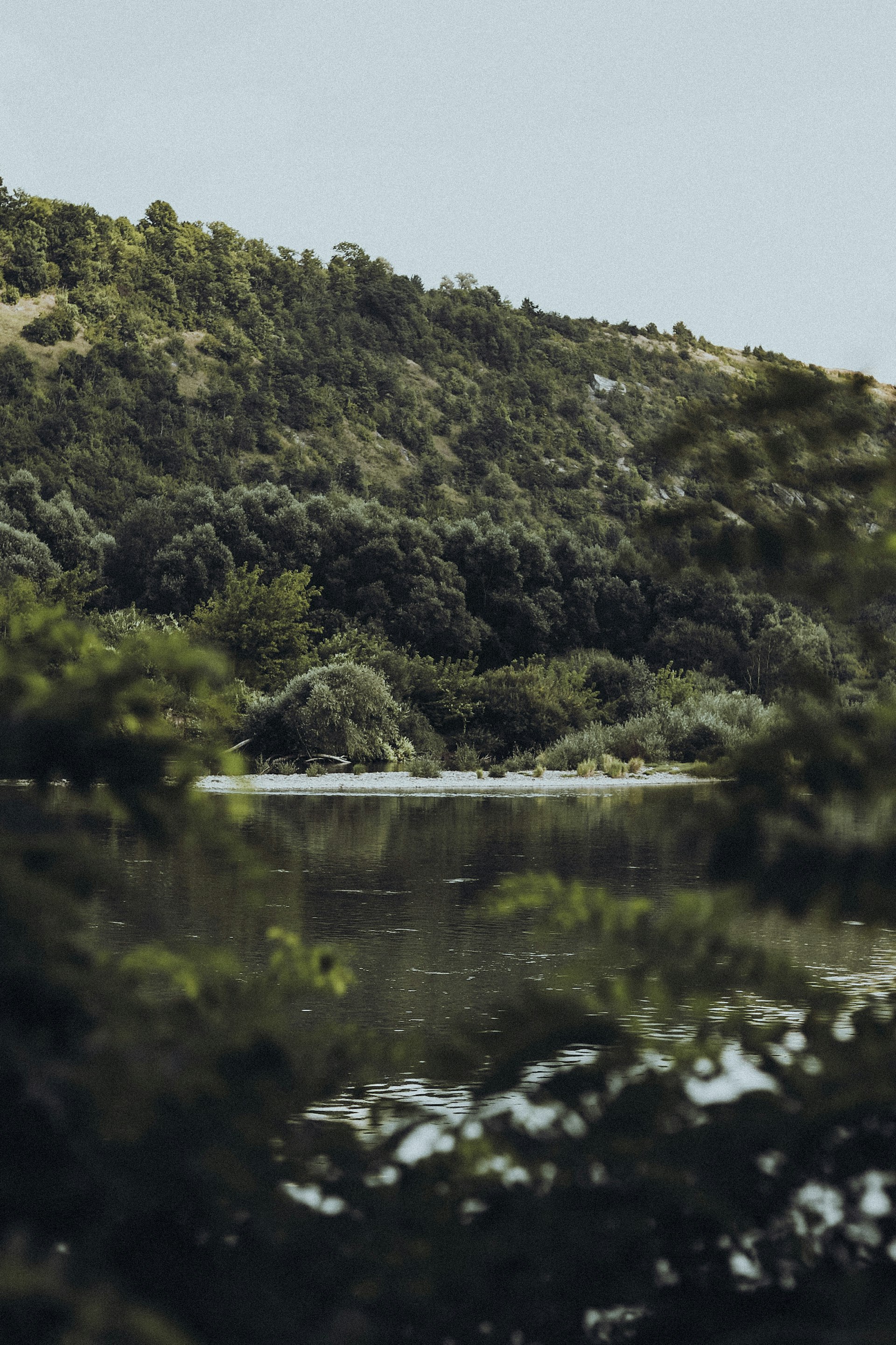 green trees beside lake during daytime