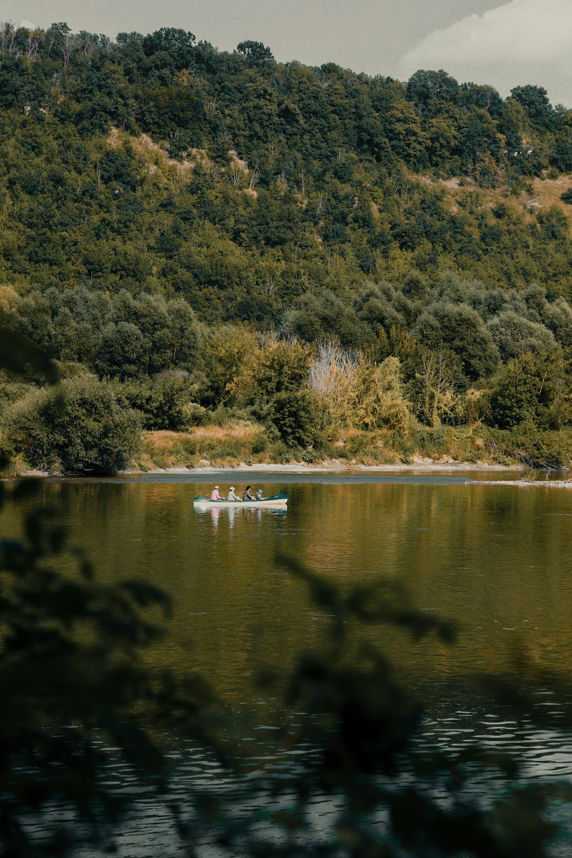 green trees beside lake during daytime