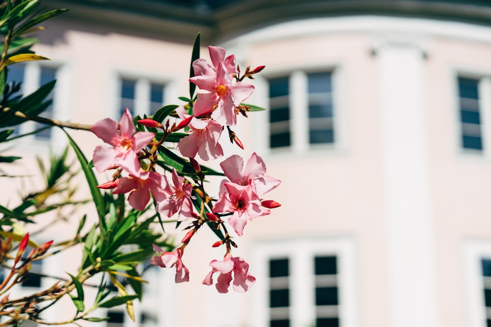 pink and white flowers in front of white concrete building