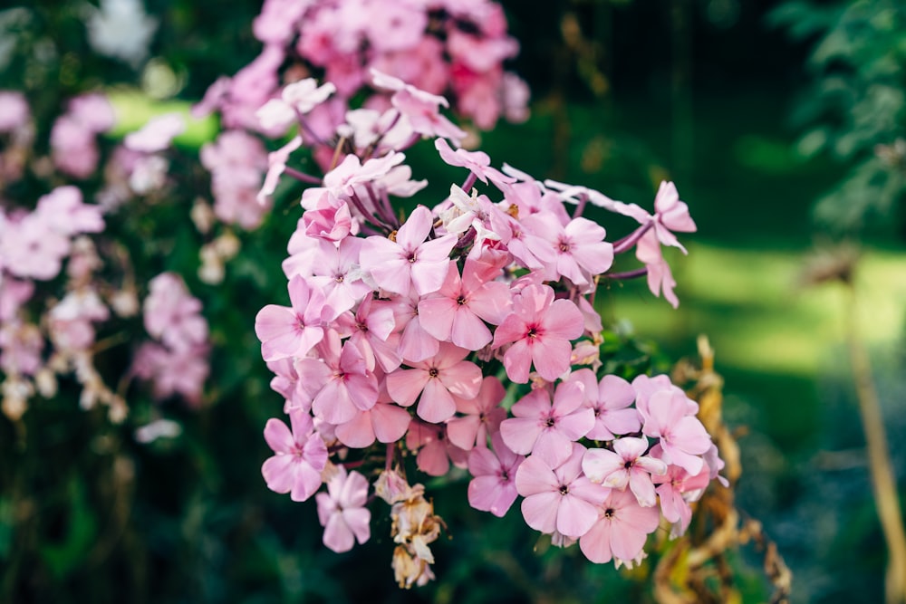 pink flowers in tilt shift lens