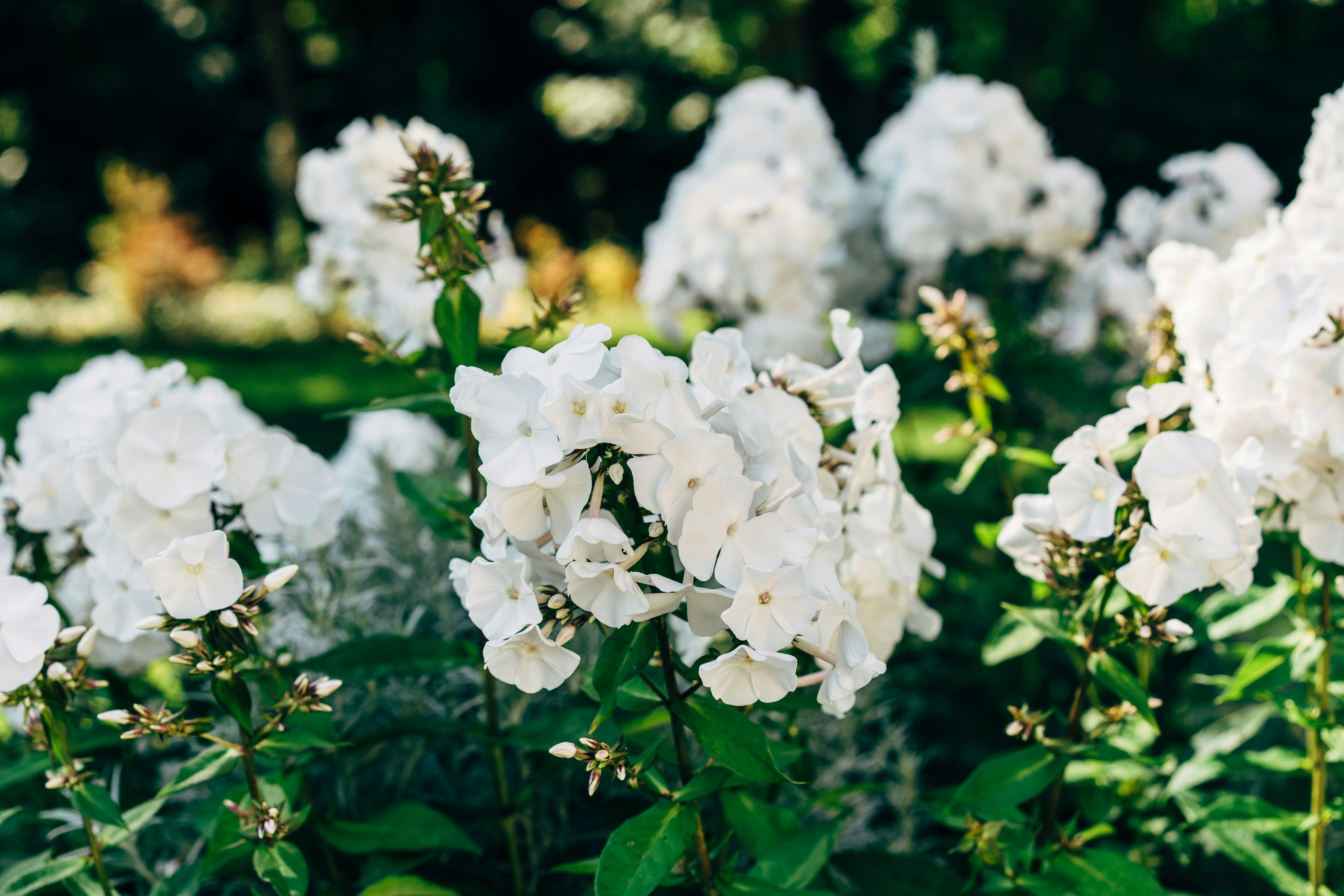 white flowers with green leaves