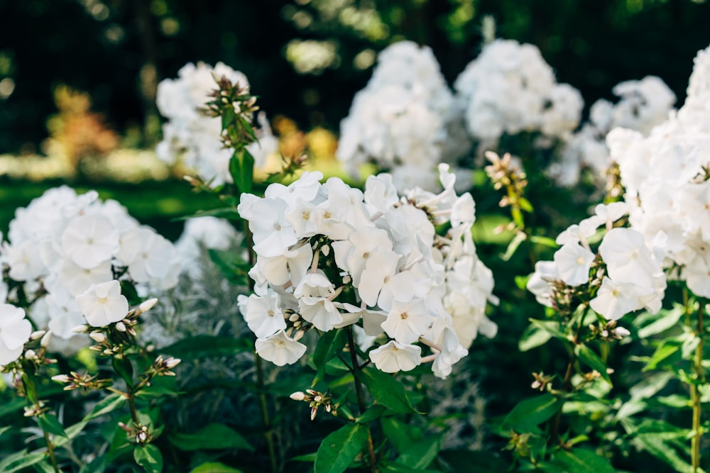 white flowers with green leaves