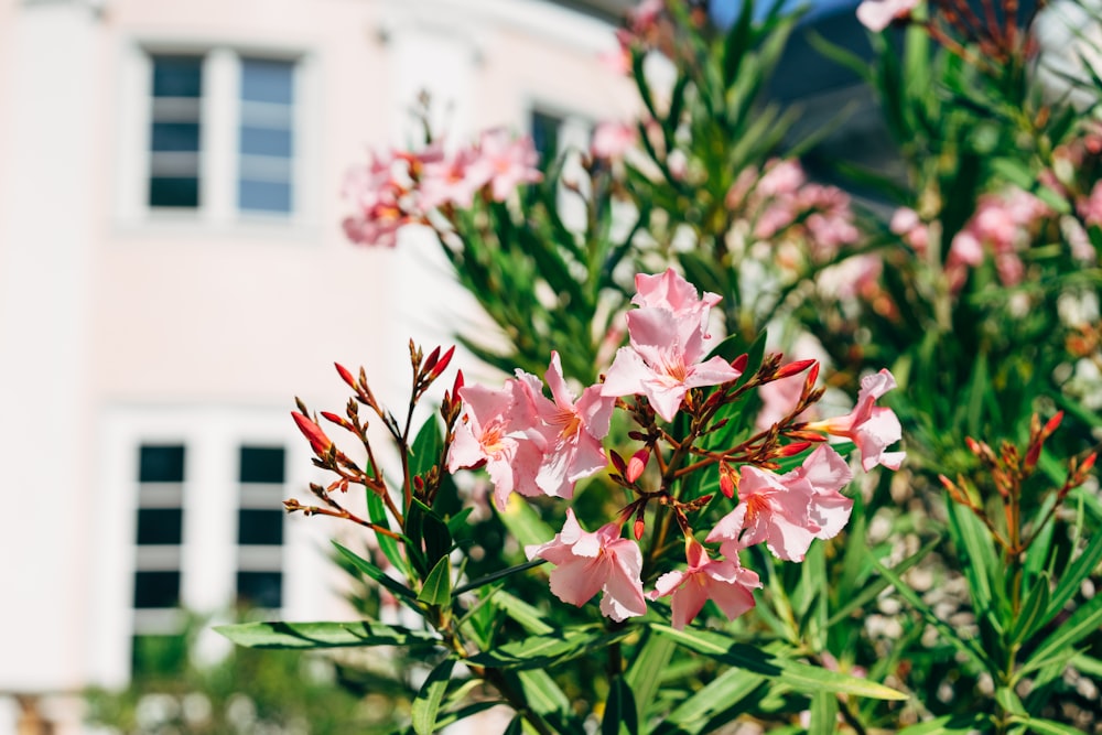 white and pink flowers in front of white house