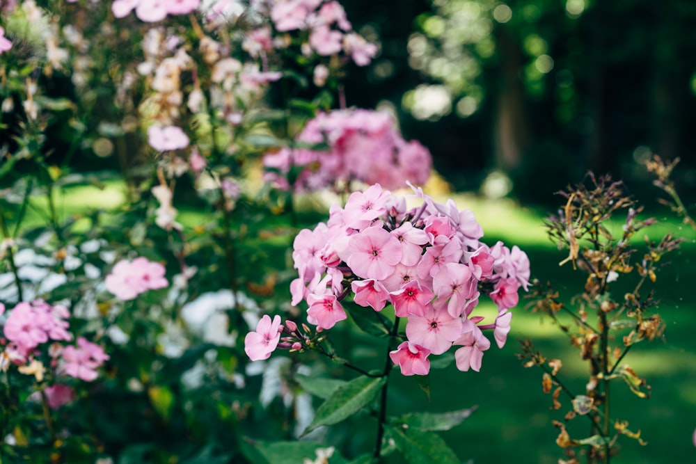 pink flowers in tilt shift lens