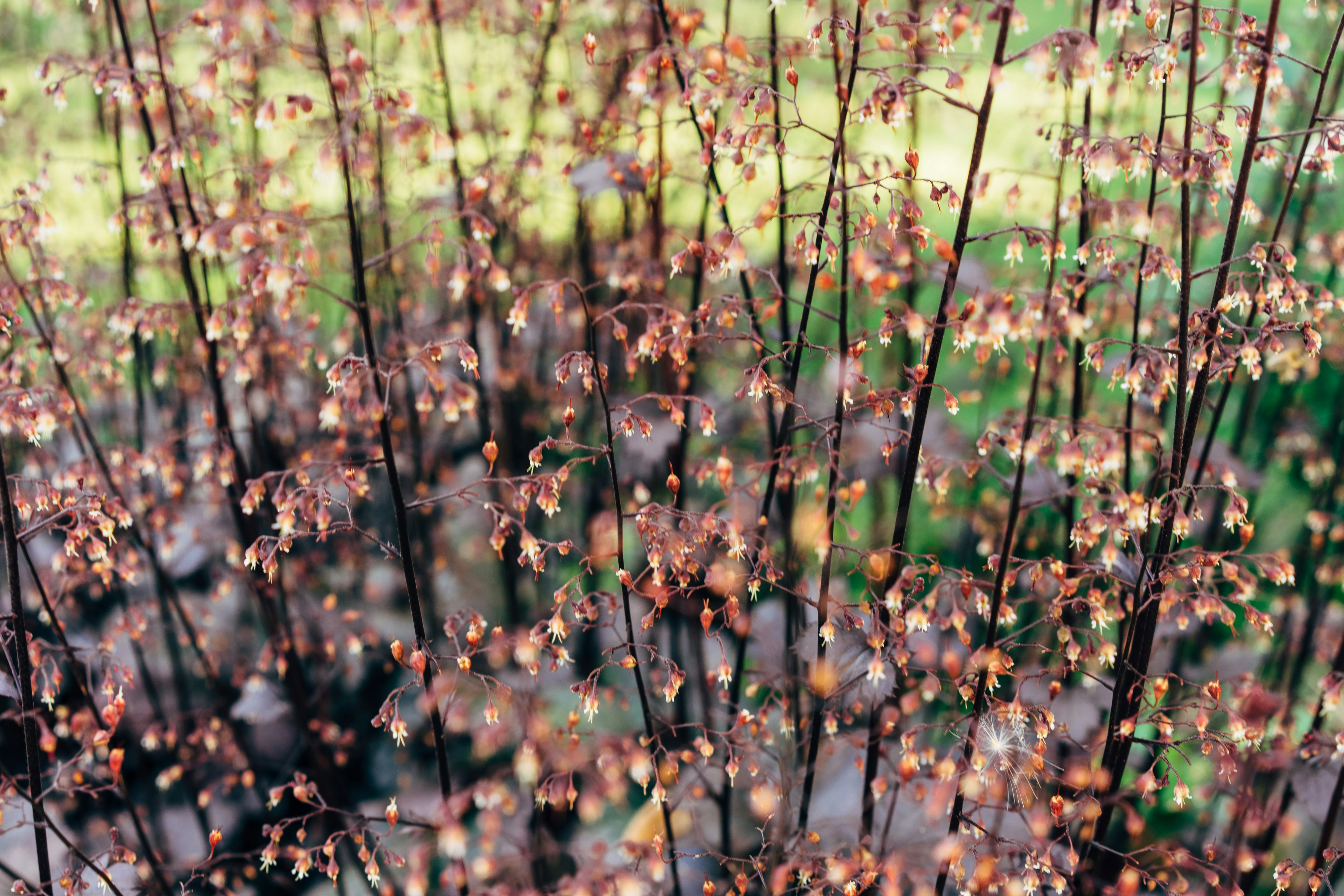 purple flowers in tilt shift lens