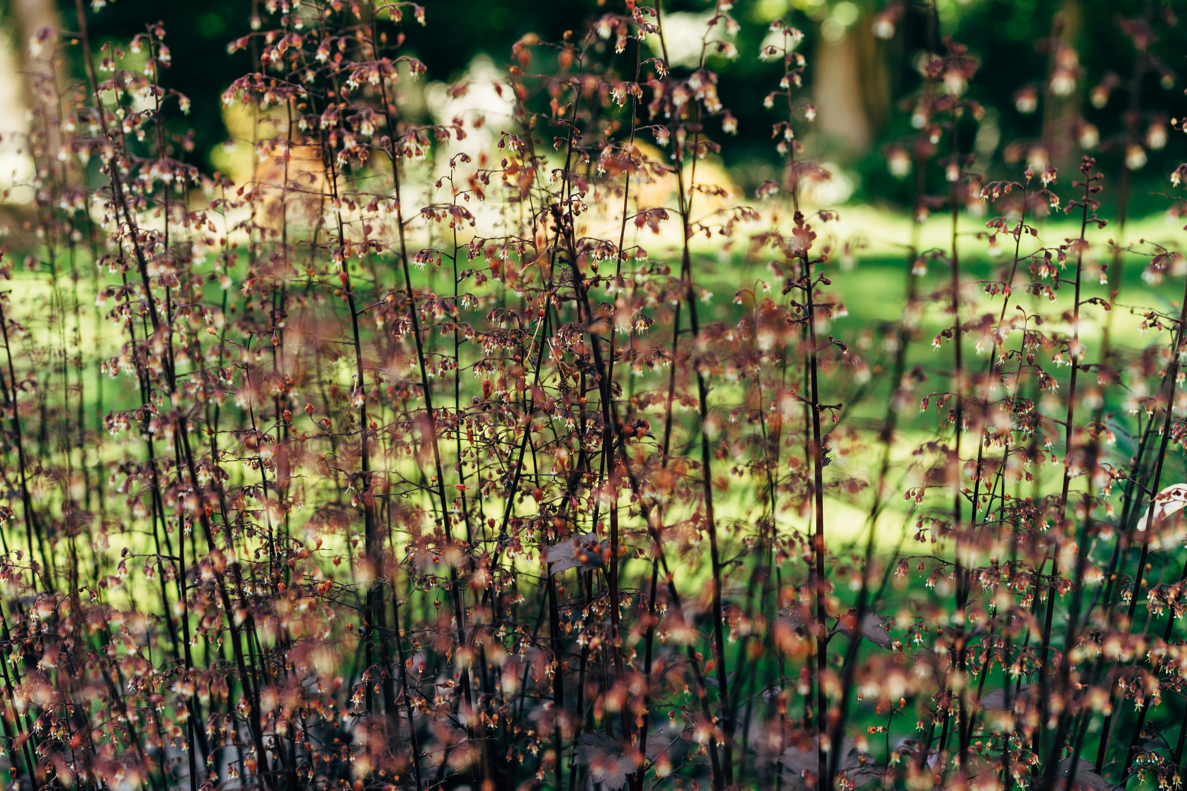 purple flowers in tilt shift lens