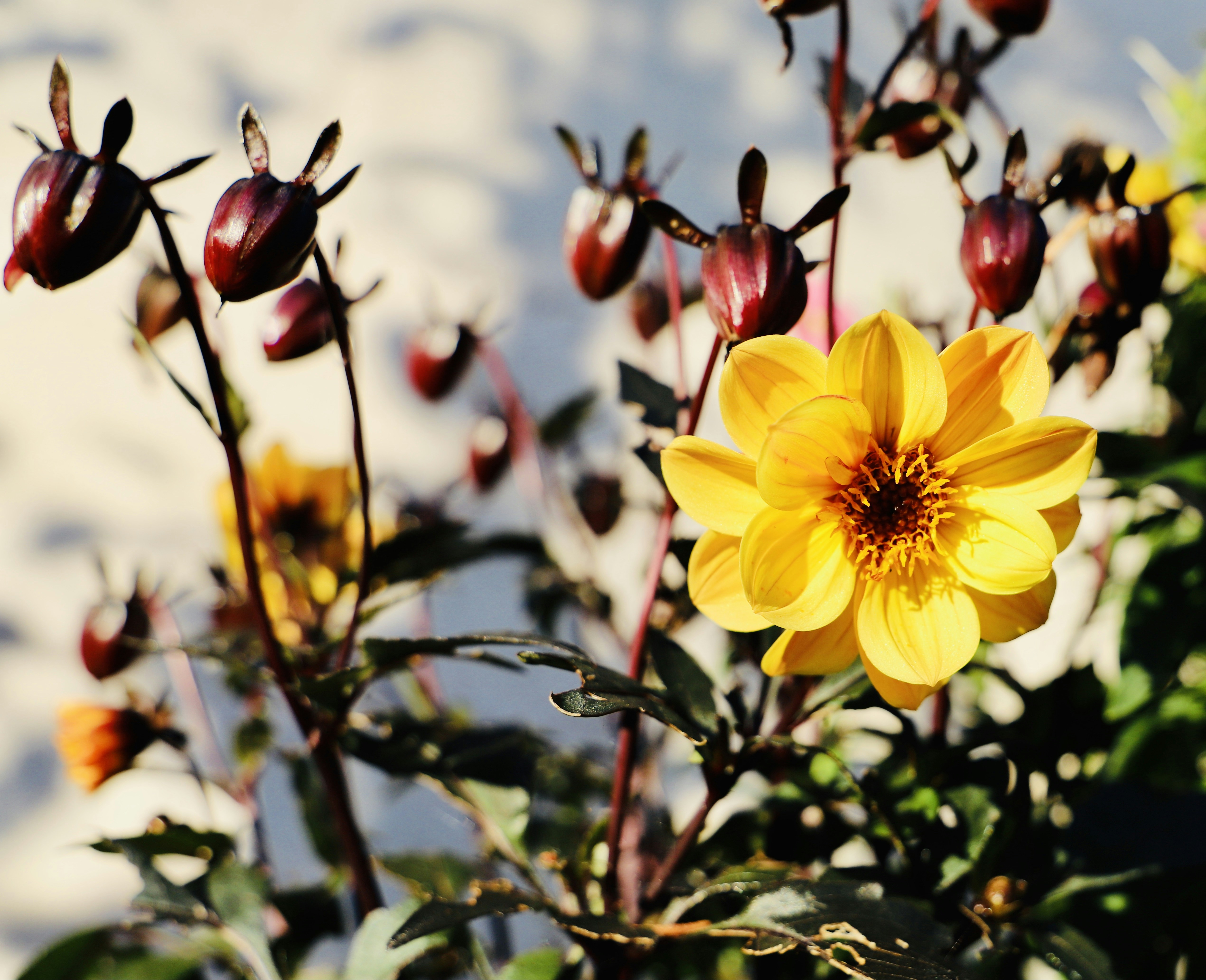 yellow flower in tilt shift lens
