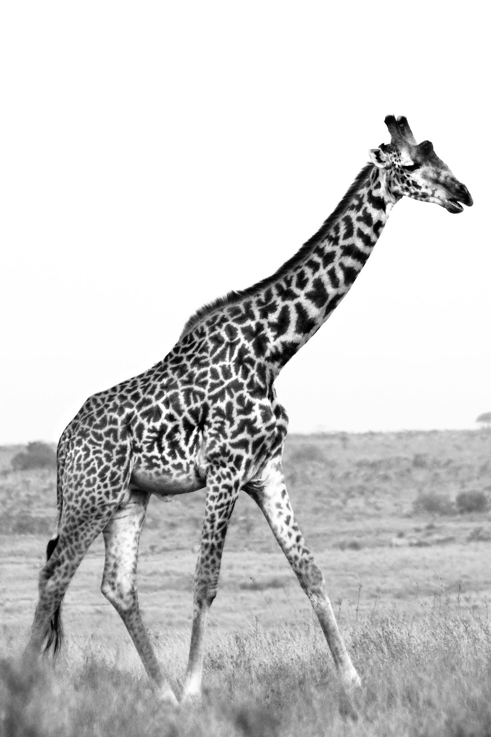 giraffe walking on gray field