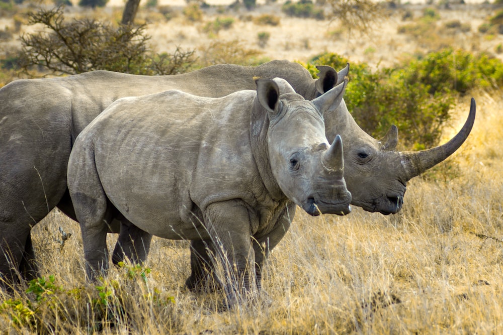 grey rhinoceros on brown grass field during daytime