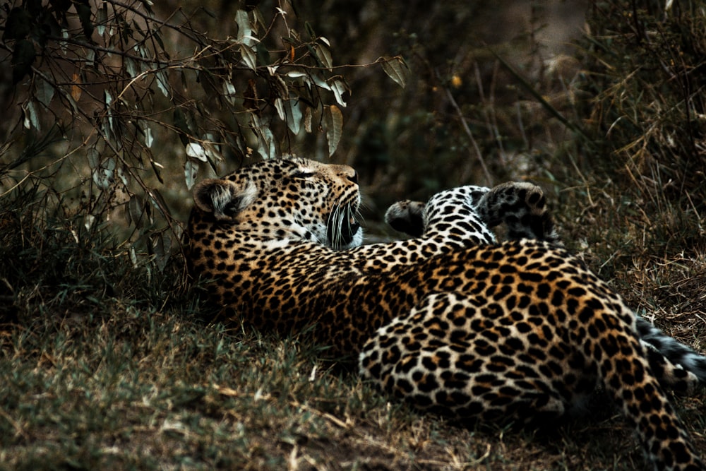 brown and black leopard lying on brown grass during daytime