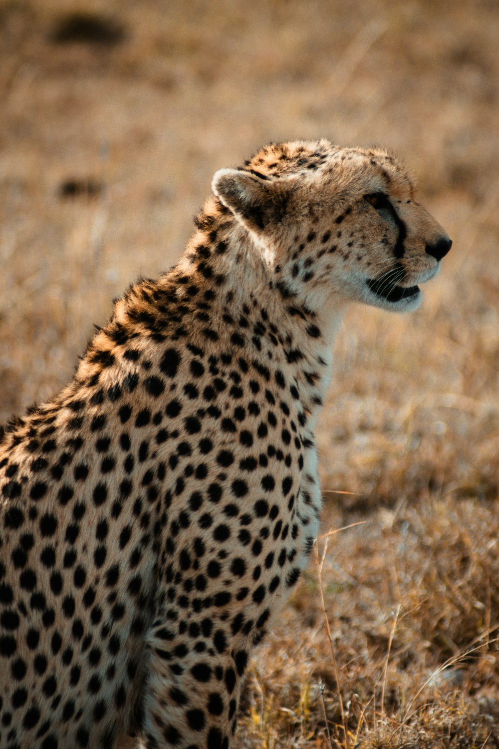 guepardo en un campo de hierba marrón durante el día