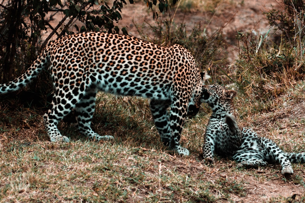 leopard walking on brown grass during daytime