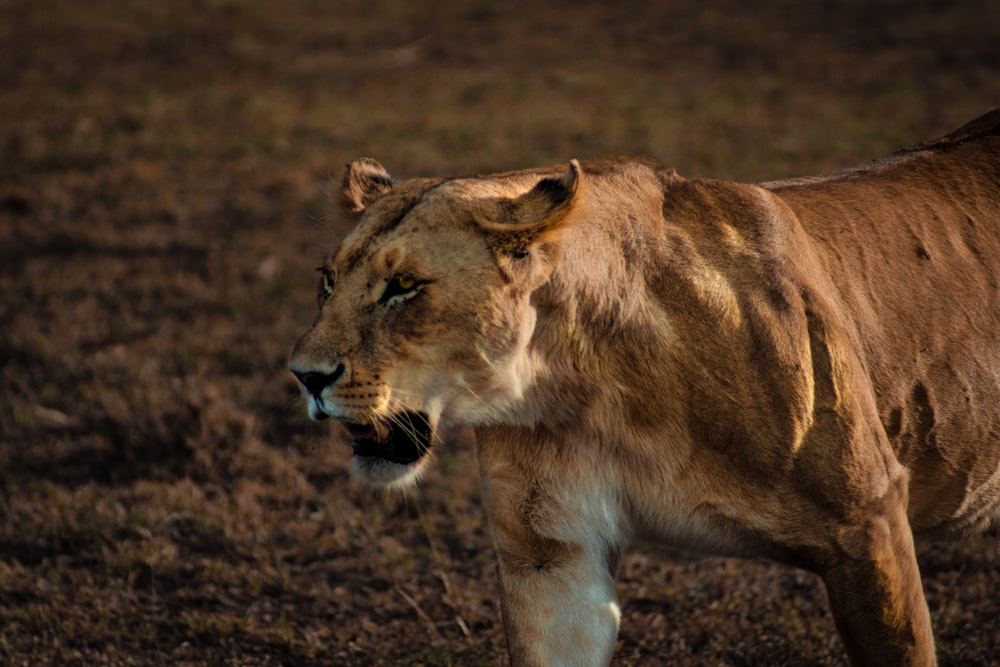 brown lioness on brown grass field during daytime