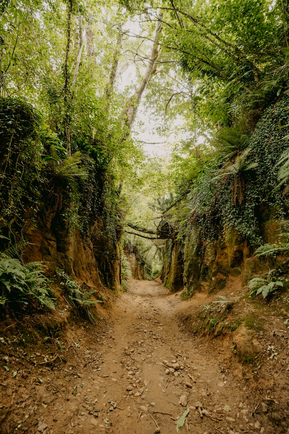 pathway between green trees during daytime