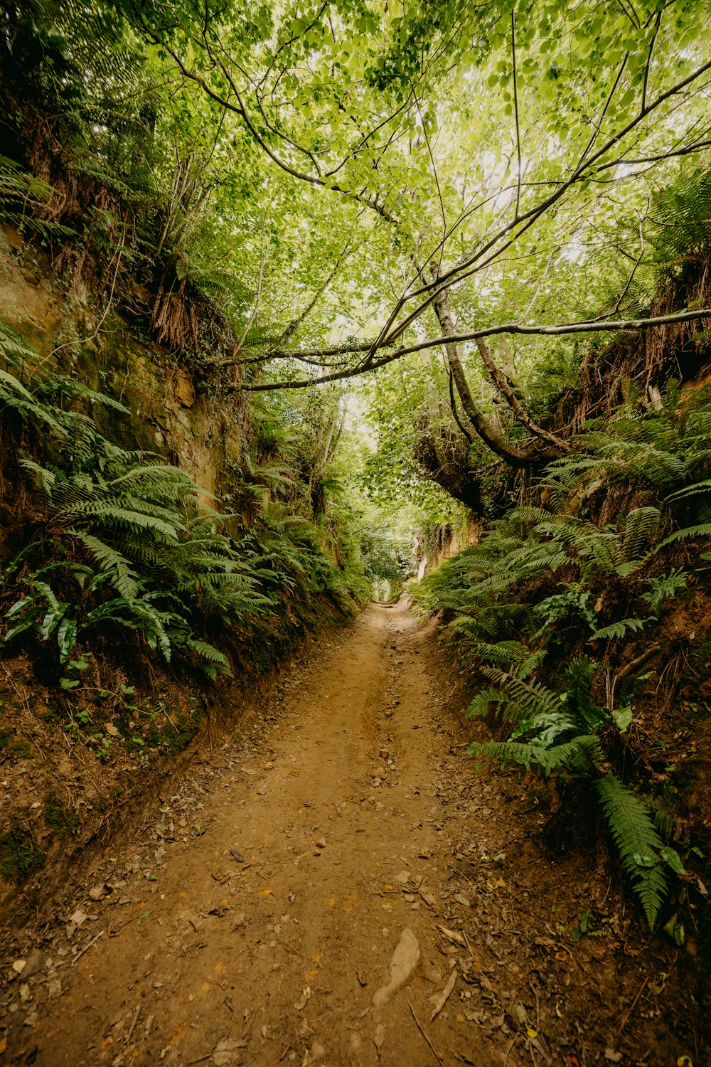 brown dirt road between green trees during daytime