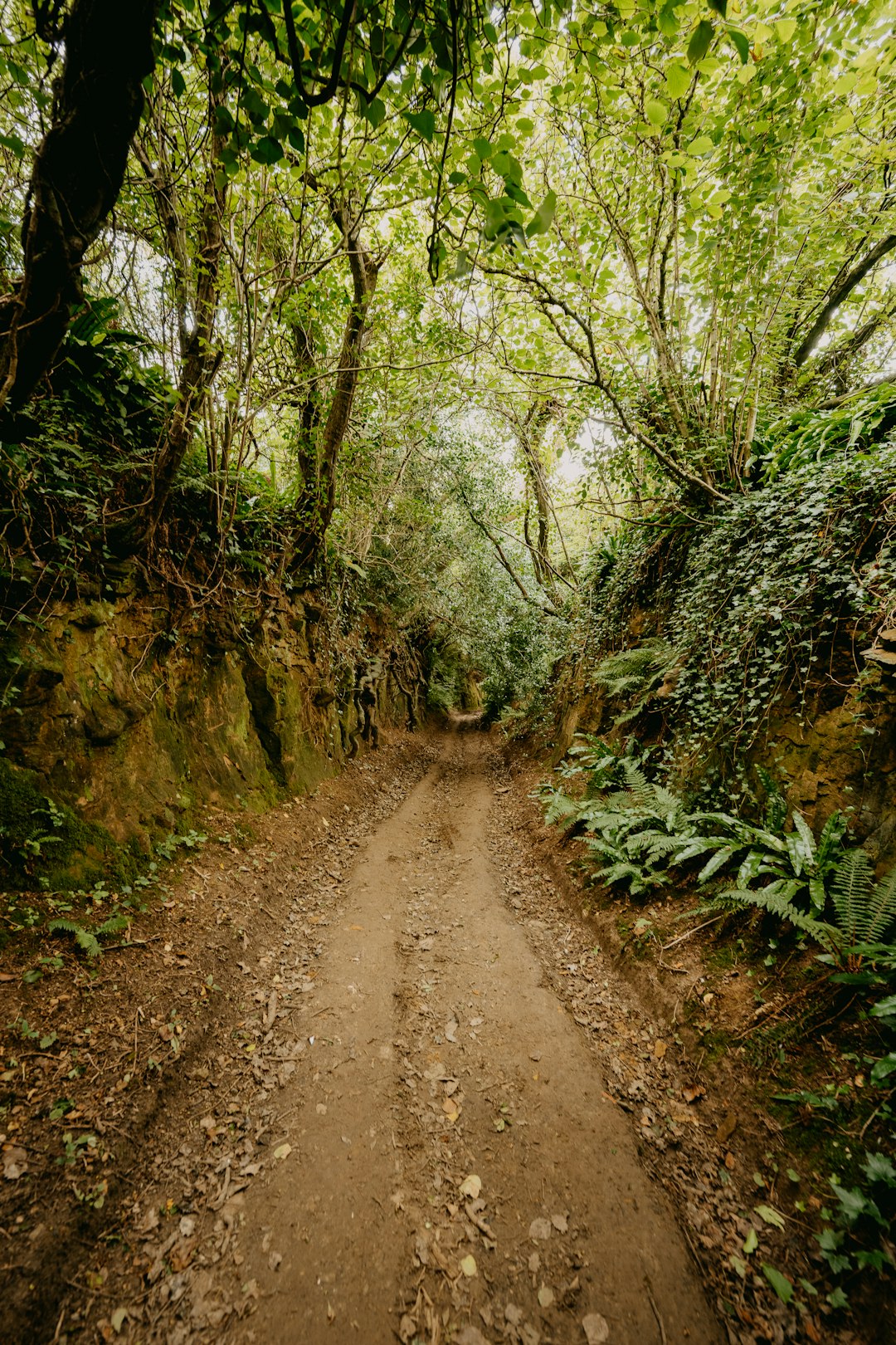 brown dirt road between green trees during daytime