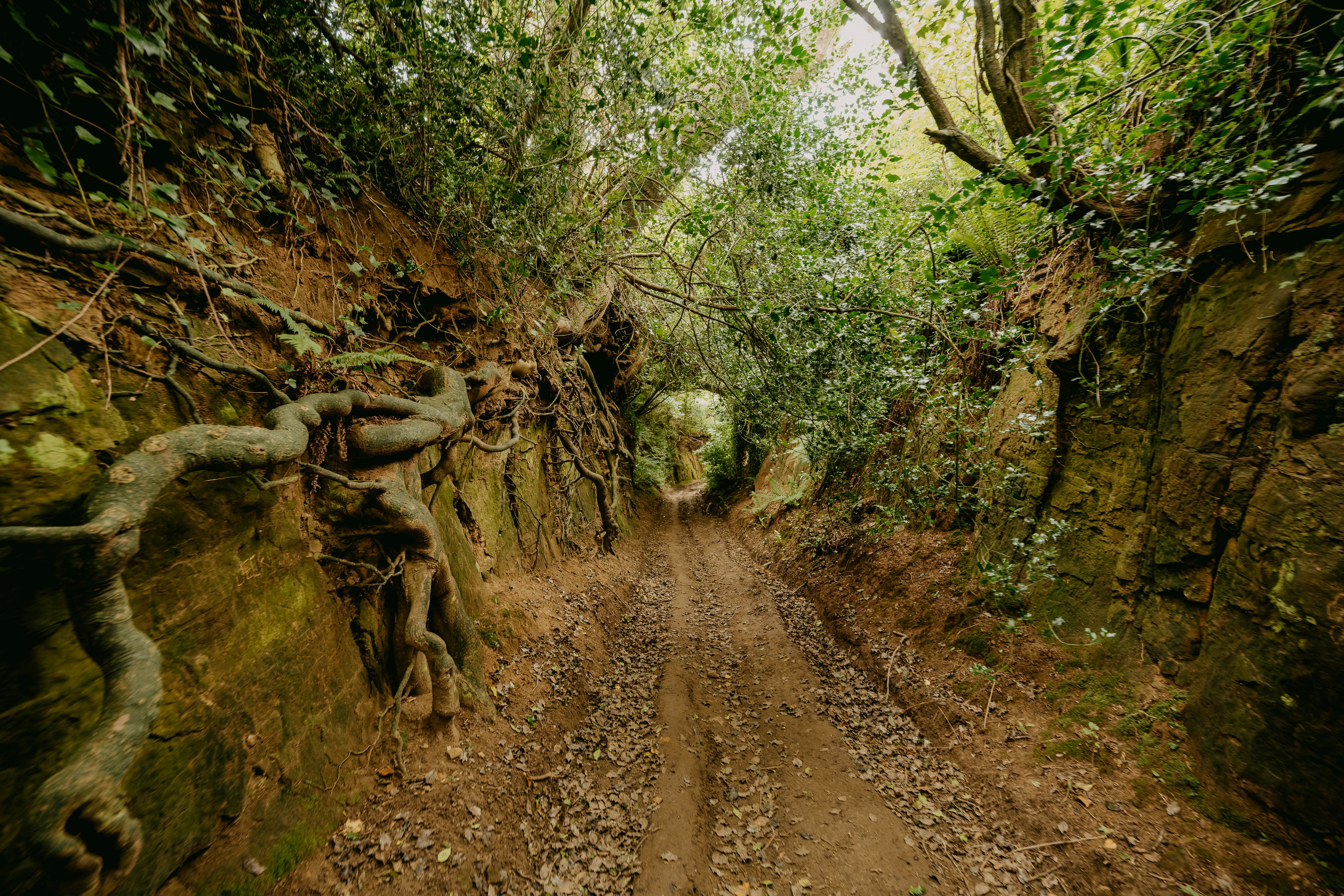 brown dirt road between green trees during daytime