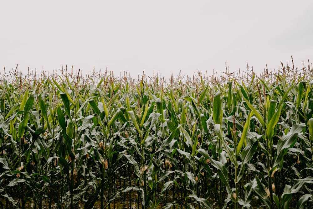 green corn field during daytime