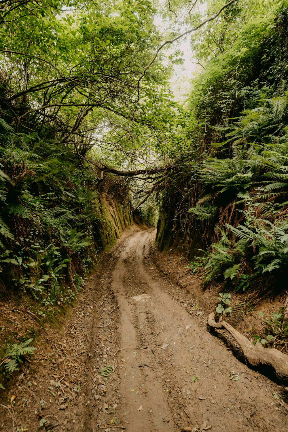 brown dirt road between green trees during daytime