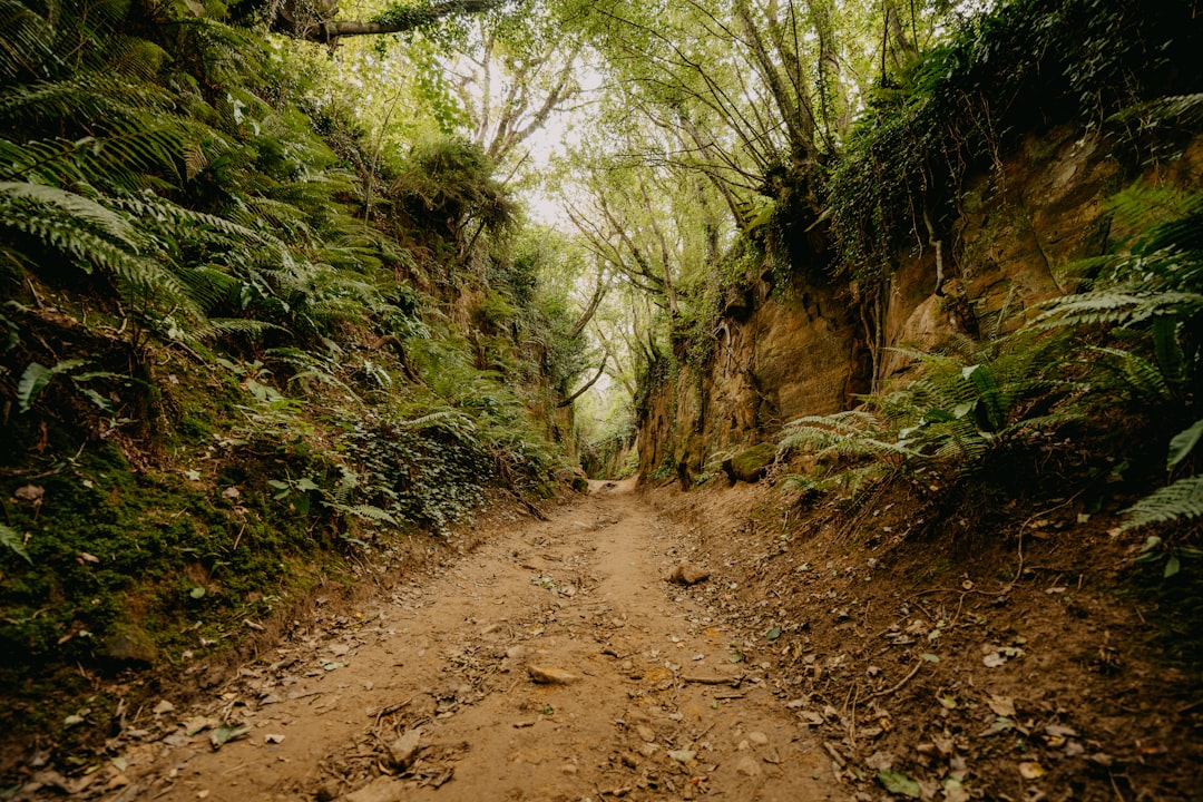 brown dirt road between green trees during daytime