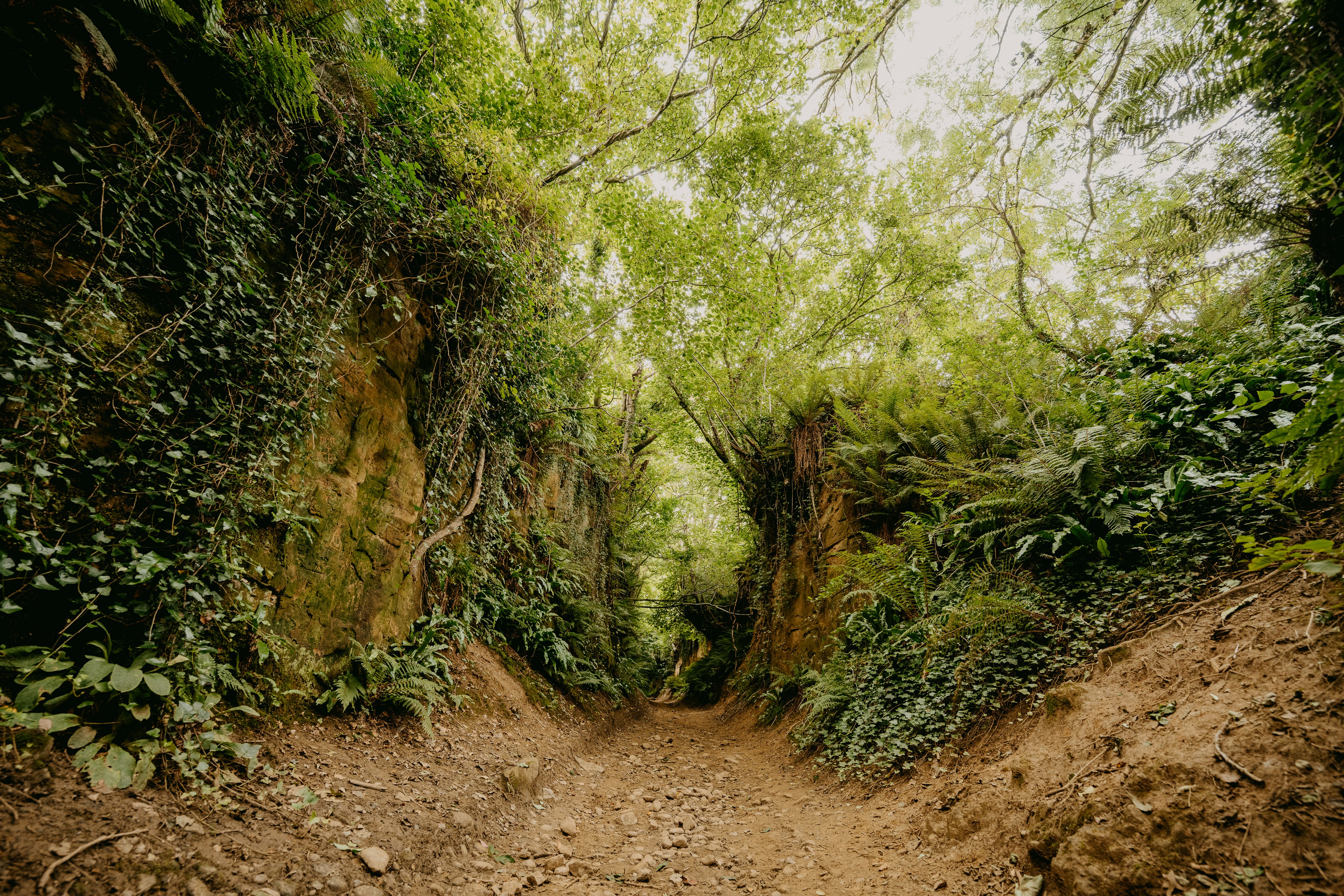 green and brown trees on brown soil