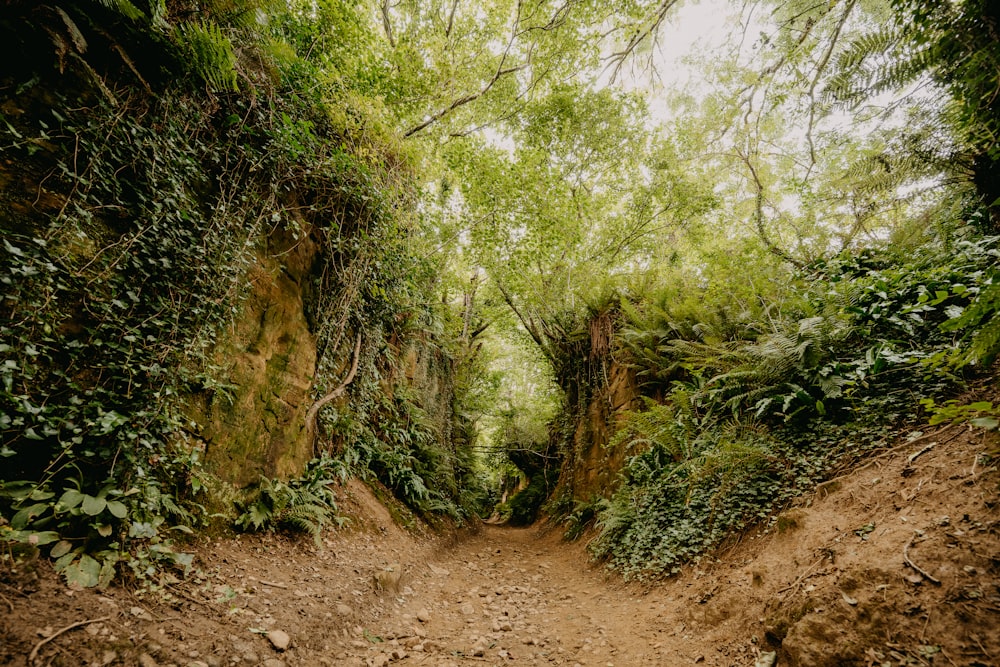 green and brown trees on brown soil